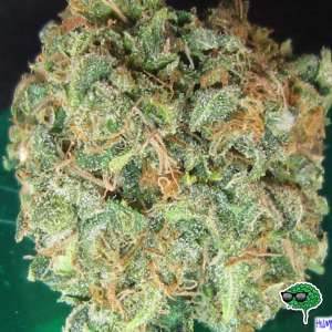 Cotton Candy Kush