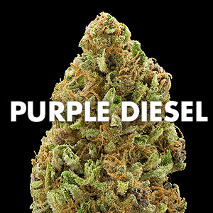 Purple Sour Diesel
