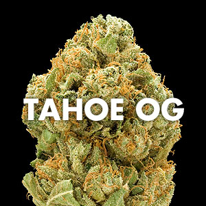 Tahoe OG